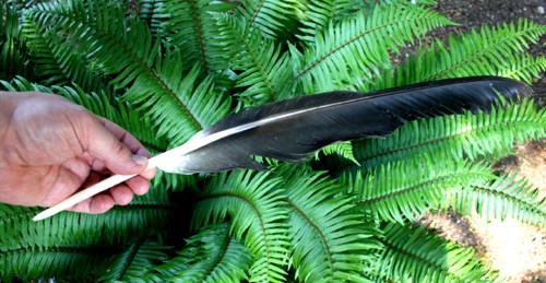 keeping-a-bald-eagle-feather-could-result-in-a-100-000-fine-and-a-year